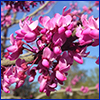 bright pink redbud flowers appear right on the bare branches