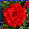 Red rose blossom