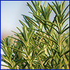 Close view of the needle-like foliage of rosemary