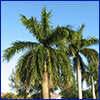 Royal palm