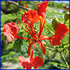 Red delicate flower of royal poinciana tree