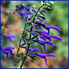 Deep blue flowers of Salvia guaranitica