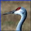 Head and long neck of a sandhill crane