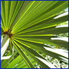 Fan-shaped saw palmetto leaf with sun shining on it