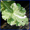 A very close very of a variegated geranium leaf, frilled and heart-shaped