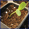 A tiny seedling