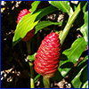 Pinecone-shaped red showy bracts of shampoo ginger