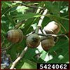 Shumard oak acorns photo by Franklin Bonner, USFS (ret.), Bugwood.org