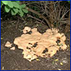 the yellowish slime mold called dog vomit