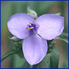 Purple-blue flower resembling a trefoil