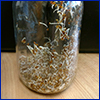 Seeds just beginning to sprout in a glass jar