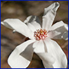 A single star magnolia flower with longer, thinner white petals and a pink center