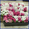 Small pallet of plants covered in white or pink flowers