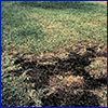 Lawn with spots of black rotted grass from take-all root rot disease