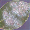 Tea scale on leaf