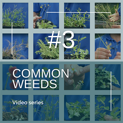 Image showing small photos from our common landscape weeds video series