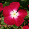 Deep pink vinca flower