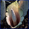 A white lily like flower with a very deep cup and one large and long spadix emerging from its center