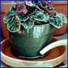 African violet in ceramic pot being watered