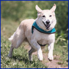 A white dog with a blue collar, joyfully running