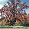 A white oak tree in the fall so all of its leaves are red and orange