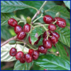 Tiny, deep wine-red fruits in a cluster on a green plant