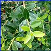 Close view of the green oval leaves of yaupon holly