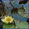 A yellow water lily floating with lilypads