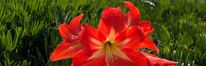 A trio of big, bright red trumpet shaped amaryllis flowers with yellow centers