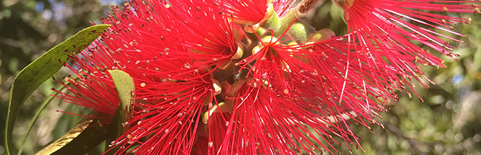 close view of red bottlebrush flower