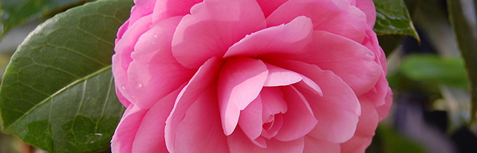 A light pink camellia flower
