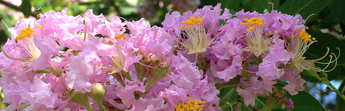 pale pinkish lavender crapemyrtle flowers with yellow tipped stamens visible