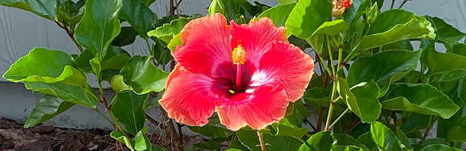 Tropical looking hibiscus cultivar's flower bright red-magenta petals edged in yellow with a single red stamen tipped in bright yellow pollen