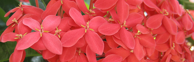 Close view of red-orange flowers of ixora, which grows in South Florida