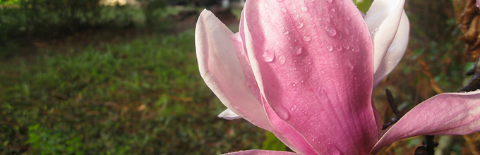 Close view of pale pink to white saucer magnolia flower