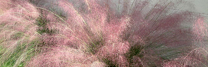 Fluffly pink ornamental grass