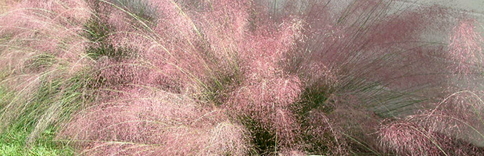 Muhly grass in bloom with delicate sprays of pink