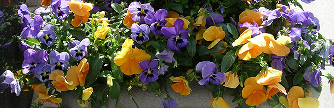 Yellow and purple pansies