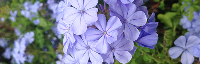 Cluster of simple five-petaled plumbago flowers that are pale lavender-blue