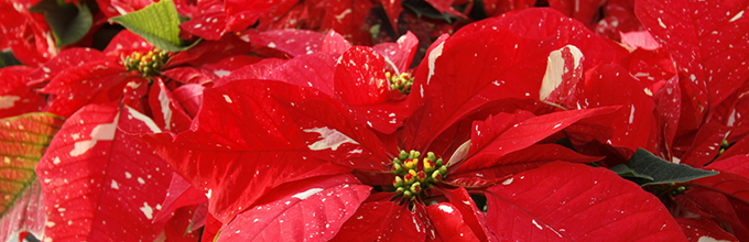 Red poinsettias with speckles of white on the bracts