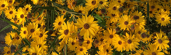 Bright yellow swamp sunflowers with brown centers