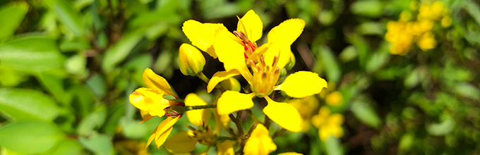 Cluster of small yellow flowers on thryallis shrub
