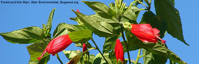 Turk's cap: red tropical flowers that don't look fully opened with long red stamens