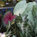 Caladiums at Floriculture Field 

Day 2006