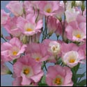 pink frost lisianthus