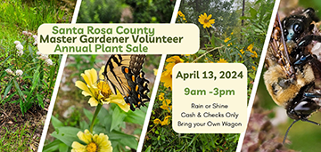 2024 Spring Master Gardener Volunteer plant sale is Saturday, 9 a.m. to 3 p.m. at the UF/IFAS Extension Santa Rosa County office, 6263 Dogwood Drive. Cash and checks only, rain or shine, bring your own wagon.