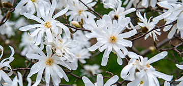 Star magnolia branch covered in white flowers