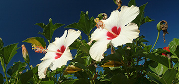 Two white hibiscus flowers