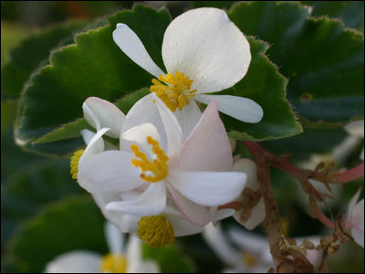 Begonia blossom close-up