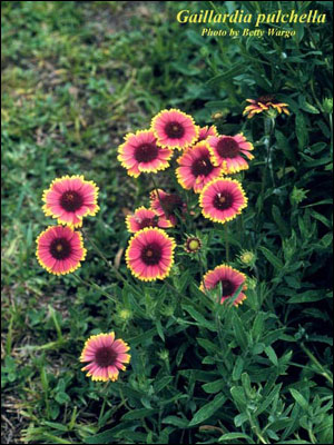 Red and yellow blanket flower
